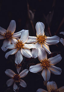 春天自然中的白花植物图片