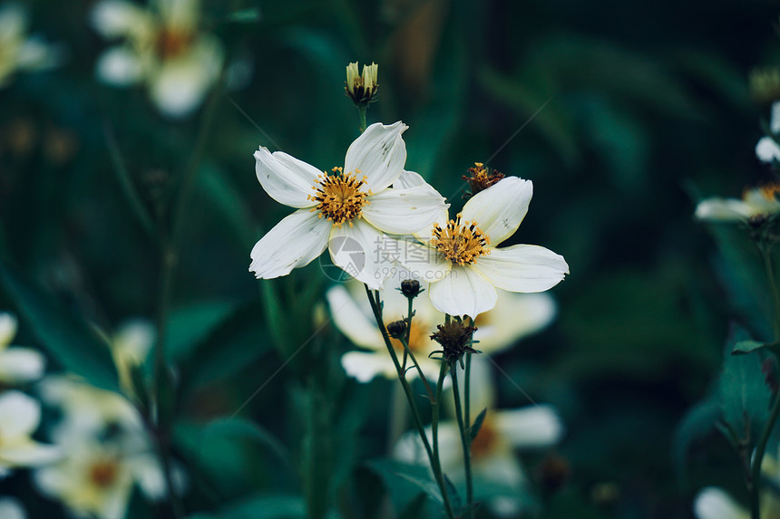春天自然中的白花植物图片