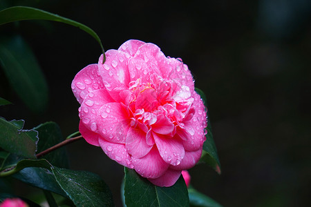 春时大自然中的粉红色花朵图片
