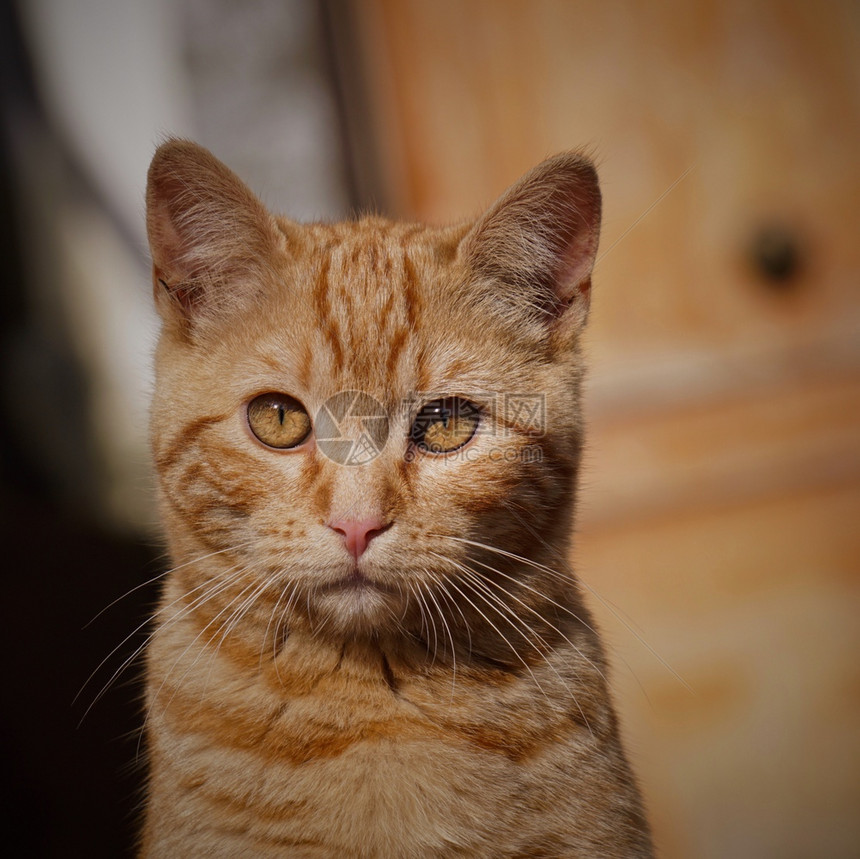 街上美丽的小猫肖像图片