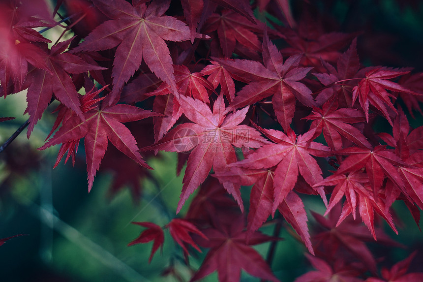 春天自然中的红树叶图片