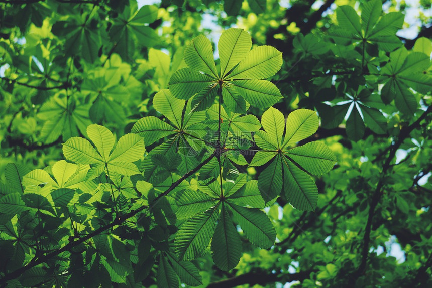 春天的绿树叶图片