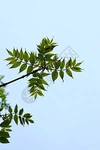 自然中的绿树叶背景图片