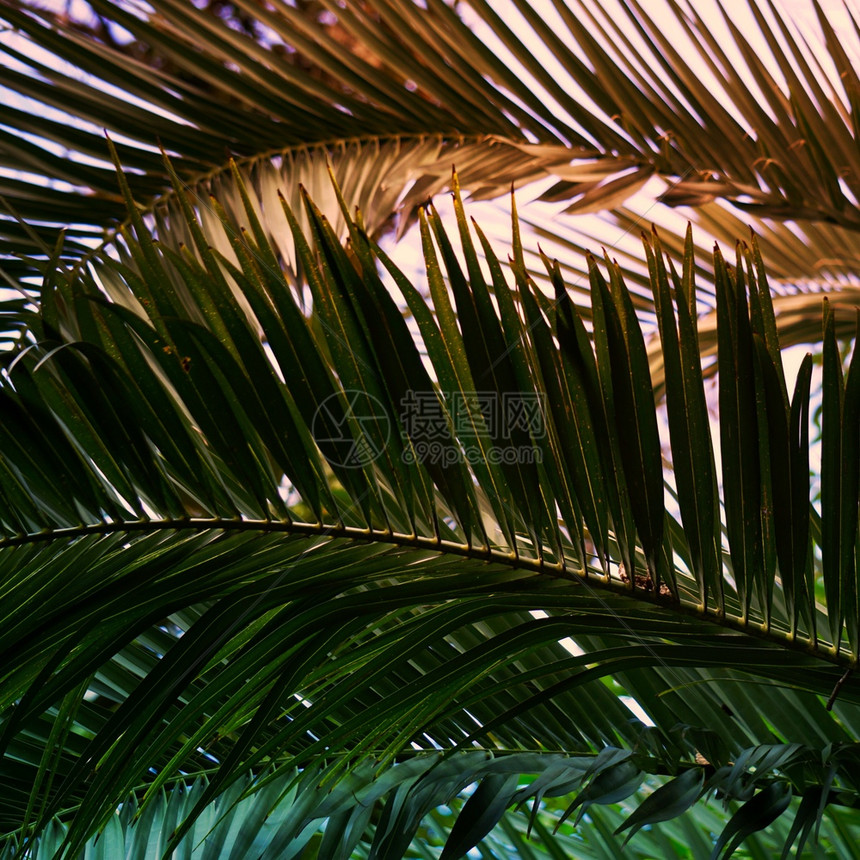 椰枣树的枝和叶子在泉源中图片