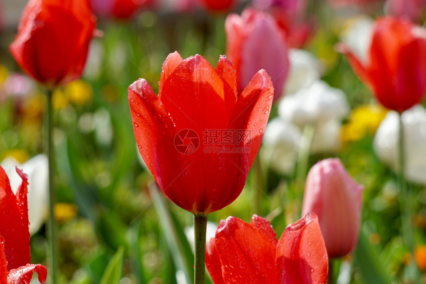 春时花园的红色郁金香自然界的红色郁金香图片