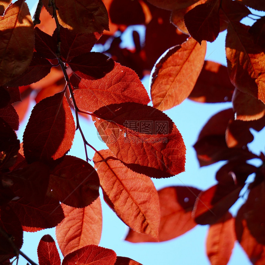 夏季自然界的红树叶图片