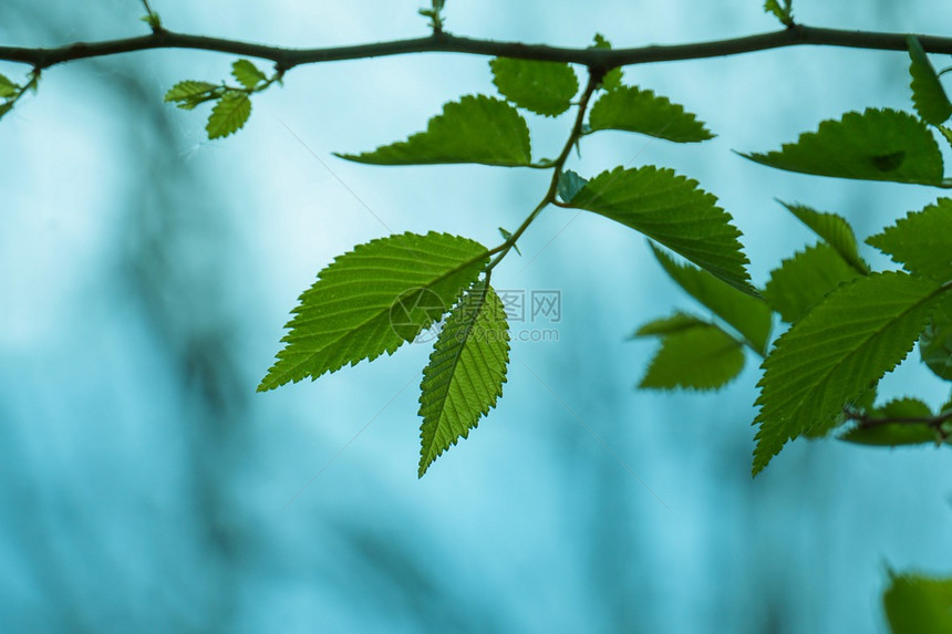 夏季绿树叶图片