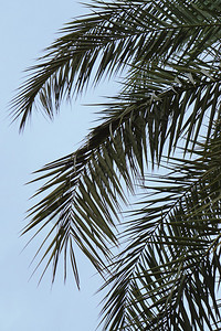 夏季绿棕榈树枝和叶背景图片