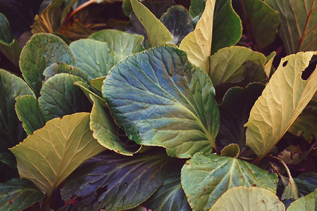 夏季绿色植物叶背景图片