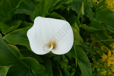 夏花园的白朵大自然的背景图片