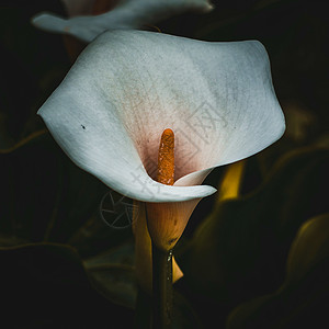 白色的马蹄莲在夏天的花园里开花马蹄莲在大自然里图片