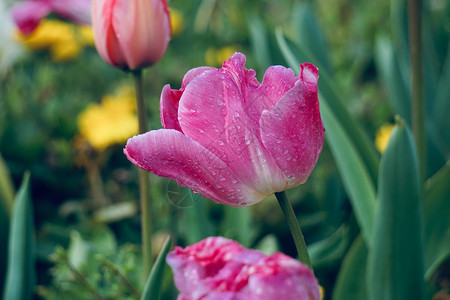 夏季花园的粉红色郁金香自然中的郁金香图片