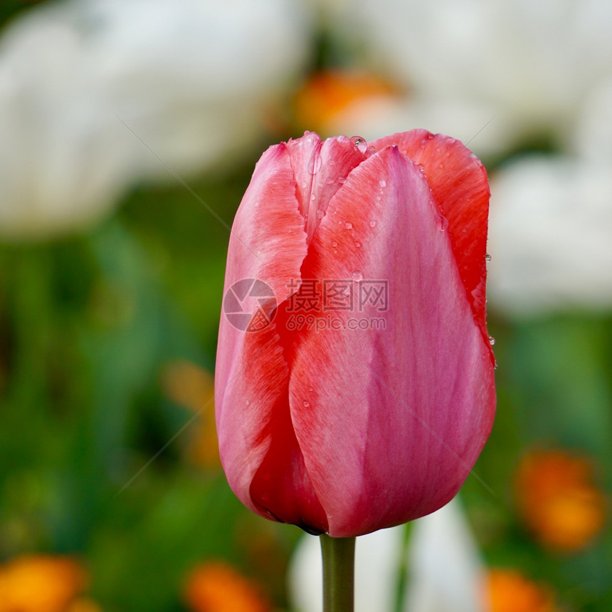 夏季花园的红色郁金香自然中的郁金香图片