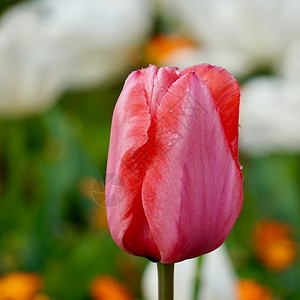 夏季花园的红色郁金香自然中的郁金香背景图片