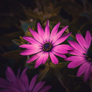 夏季花园里的粉红玫瑰花朵大自然中的粉红色花朵图片