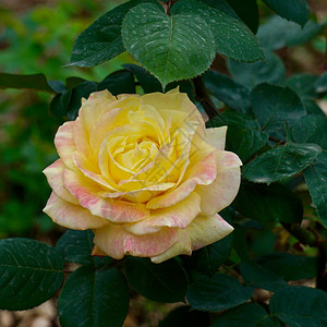 夏季花园中的黄玫瑰自然中的黄背景图片