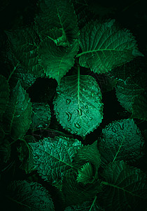 夏季自然中的绿色植物树叶质背景图片