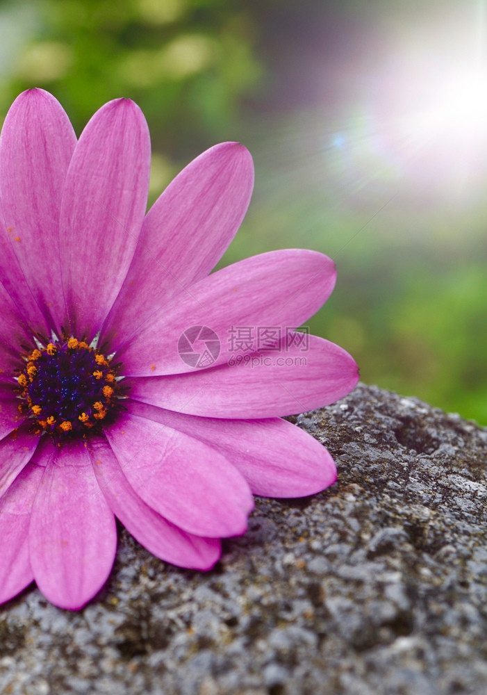 夏日的花朵大自然中的粉红花园中的粉红图片