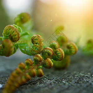 绿色生植物叶夏季在自然界中纹图片