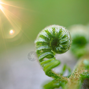 绿色生植物叶夏季在自然界中纹背景图片