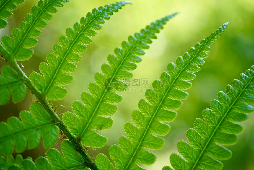 绿色生植物叶夏季在自然界中纹图片