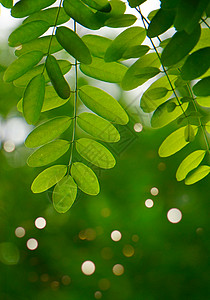 夏季绿色树叶和枝在自然界中背景图片