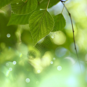 夏季绿色树叶和枝在自然界中图片