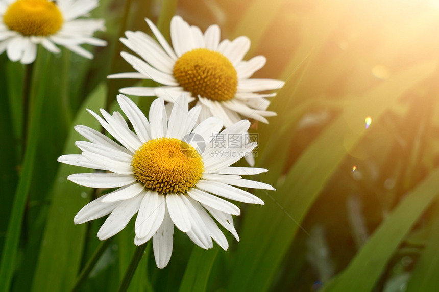 夏季的白菊花植物自然中的白菊花园中的图片
