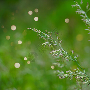 夏季大自然中的绿花植物背景图片