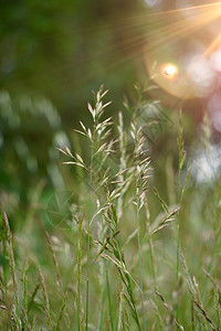 夏季大自然中的绿花植物背景图片