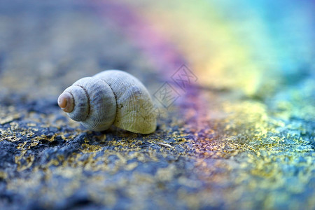 夏季自然中的白蜗牛花园中的背景图片
