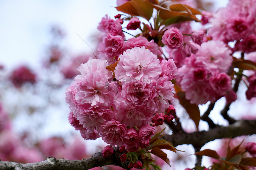夏日的花朵大自然中的粉红花园中的粉红图片