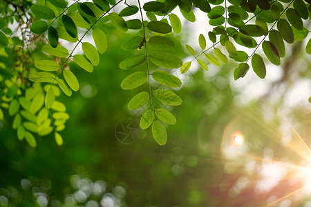 夏季绿树叶和枝的自然绿色背景图片