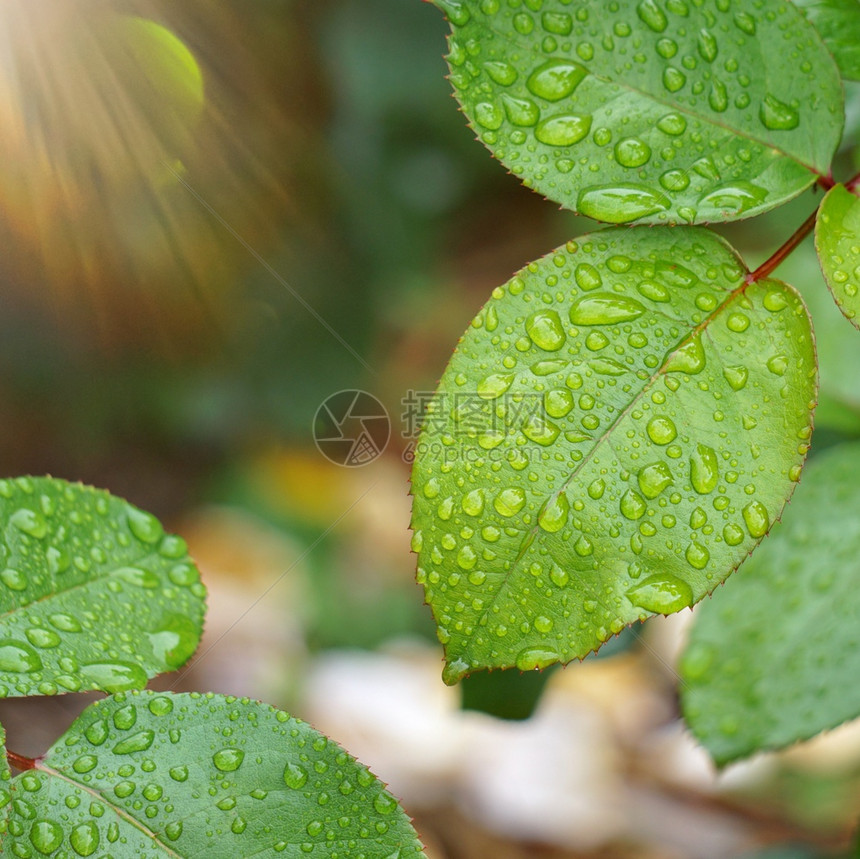 夏季在花园的绿色植物叶子上滴落的自然中植物图片