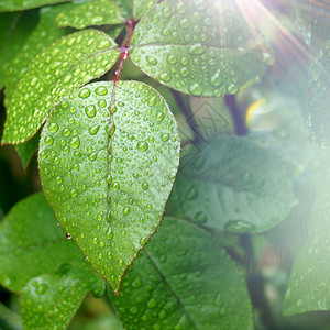 夏季在花园的绿色植物叶子上滴落的自然中植物图片