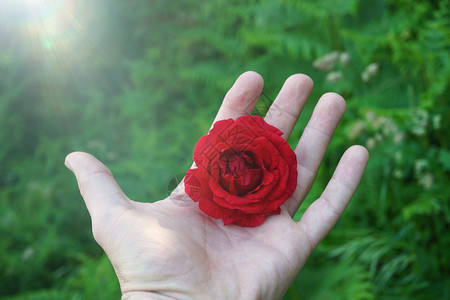 与美丽的红玫瑰花手在大自然中图片