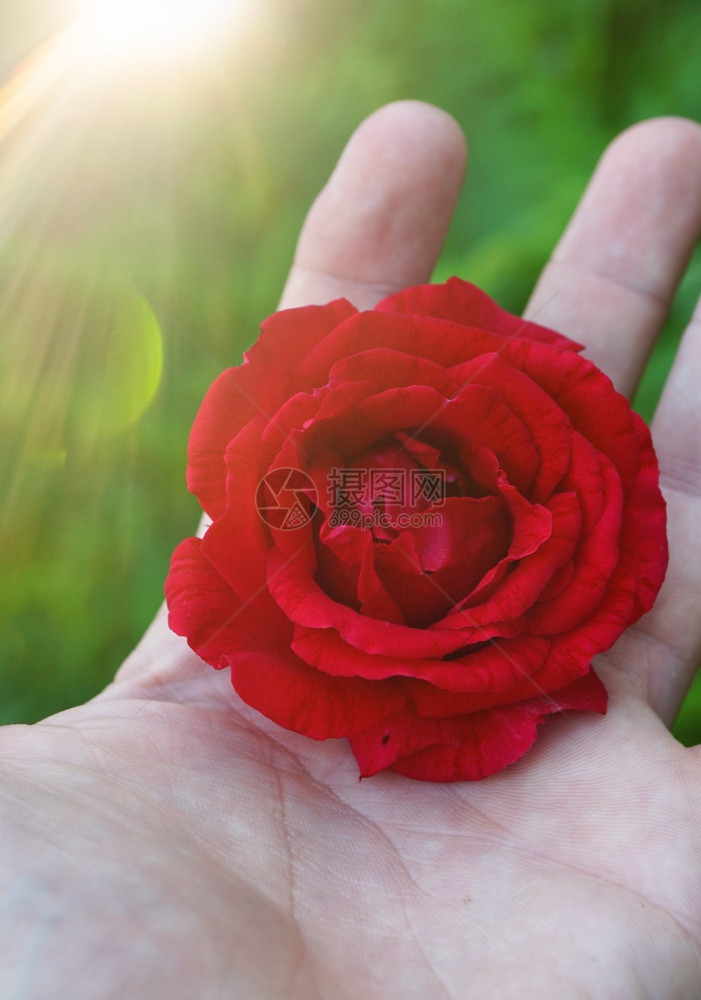与美丽的红玫瑰花手在大自然中图片