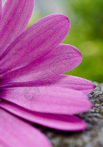 夏花园的粉红色朵自然中的粉红色花瓣朵图片