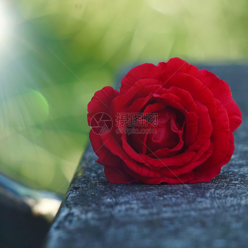 夏花园的红玫瑰大自然的红图片