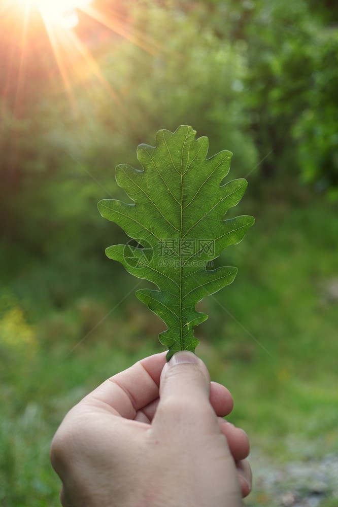 夏季自然中有绿色的叶子和图片