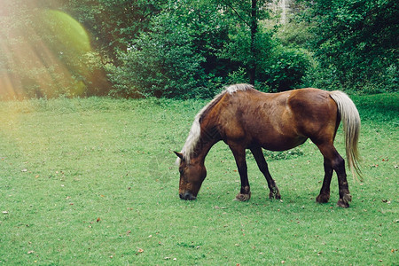 草原上吃草的棕色马全景图片