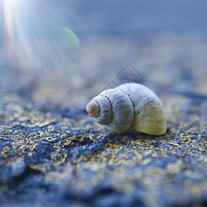 白色小蜗牛在大自然的地面上图片