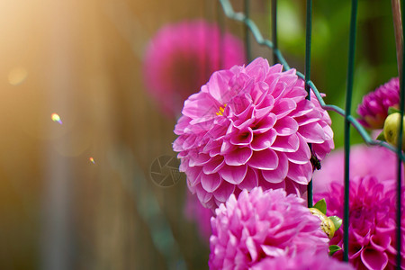 夏季花园的粉红色朵自然中的粉红色花朵背景图片
