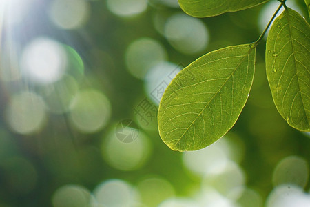 大自然中的绿花植物夏季绿色背景图片