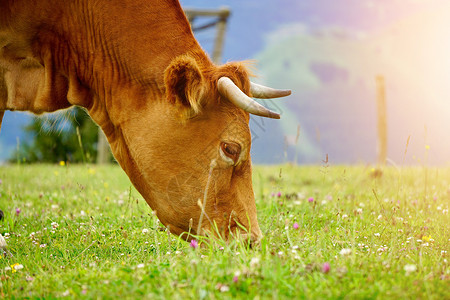 农场中的棕牛肖像自然中的棕牛图片