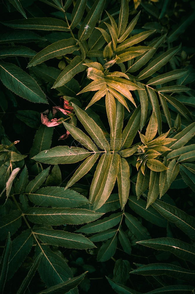 绿色植物叶树在花园中自然的图片