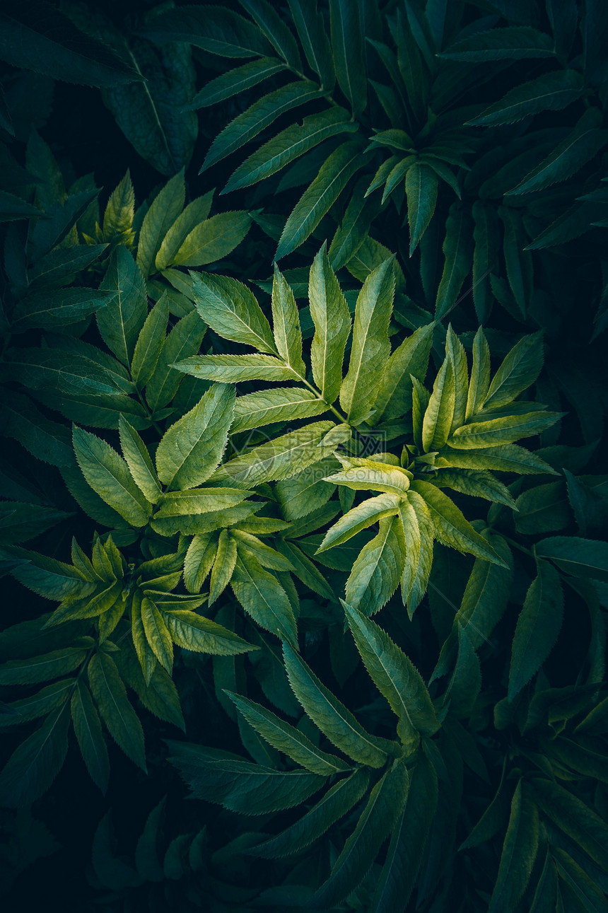 绿色植物叶树在花园中自然的图片