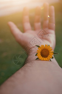 手与美丽的花朵在自然大中背景图片