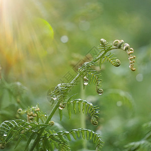 秋天的绿生植物大自然绿色背景图片