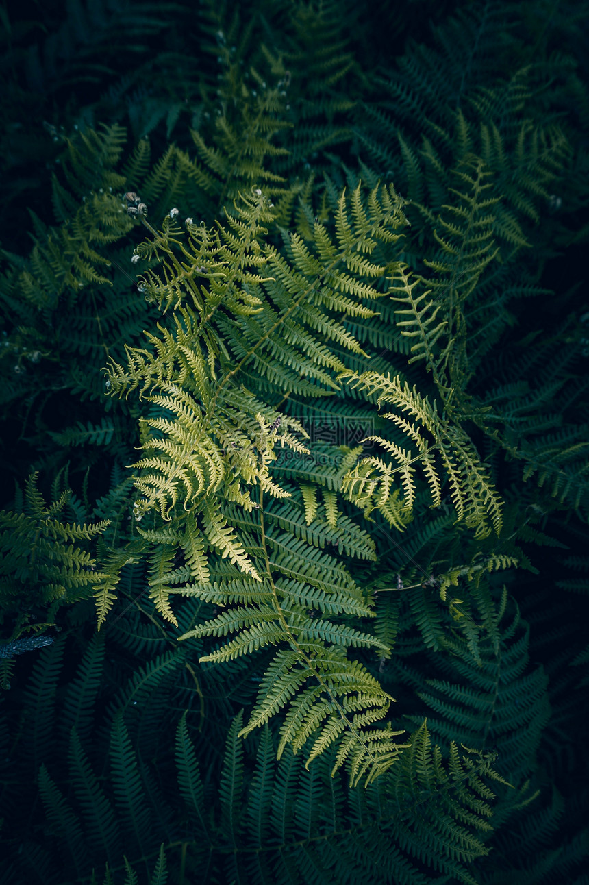 大自然中的绿生植物秋天绿色背景图片